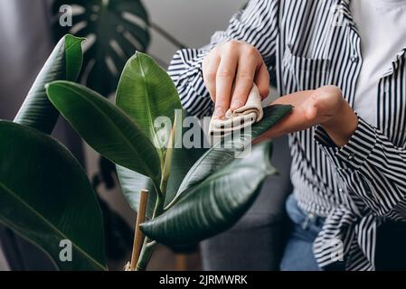 Konzept für Gartenarbeit, Hausfrau und Hausarbeit. Nahaufnahme von weiblichen Händen, die Staub von großen grünen Blättern der Pflanze zu Hause abwischen. Nicht erkennbare Fürsorge Stockfoto