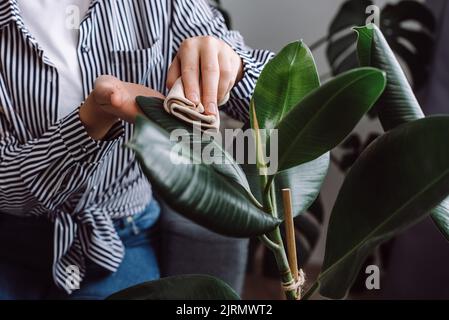 Nahaufnahme von schönen weiblichen Händen vorsichtig wischen Staub von Haus grünen Pflanzen Blätter mit weichem Tuch, Frau Gartenarbeit sitzt auf der Couch zu Hause. Hou Stockfoto