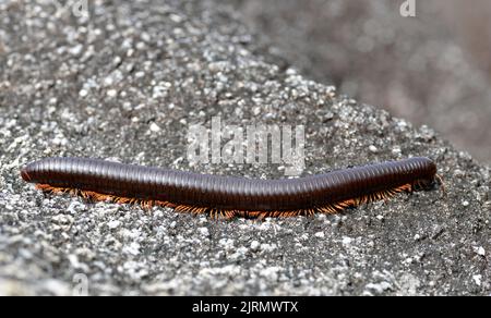 Riesiger afrikanischer Tausendfüßler (Archispirostreptus gigas) auf der Insel La Digue. Seychellen. Stockfoto