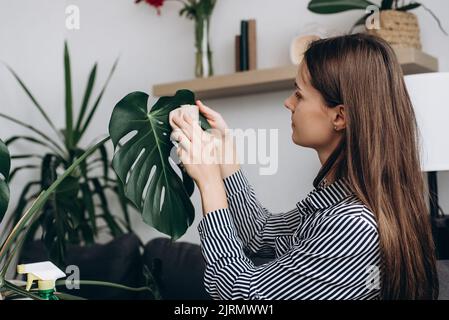 Nahaufnahme der fürsorglichen schönen jungen Brünette Frau 20s Jahre alten Reinigung grünen Monstera Blätter mit nassem Gewebe in gemütlichen Wohnzimmer zu Hause. Leute, ga Stockfoto