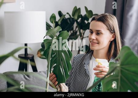 Konzept der Hausarbeit, Hausfrau, Gartenarbeit und Hausarbeit. Lächelnd schöne junge Brünette weiblich 20s sitzen auf Couch Reinigung große grüne Monstera Blätter Stockfoto