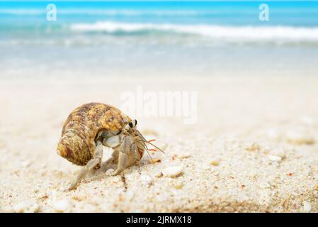 Kleine Einsiedlerkrabbe am Sandstrand. La Digue Island, Seychellen. Stockfoto