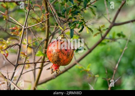 Bio-Granatapfel auf dem Baum. Stockfoto