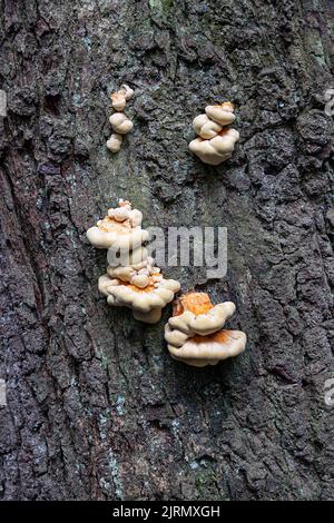 Chicken Of The Woods Stockfoto