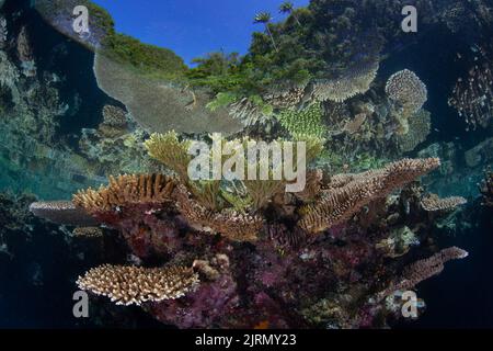 Ein erstaunliches und vielfältiges Korallenriff wächst am Rande der Kalksteininseln in Raja Ampat, Indonesien. Diese Region ist äußerst biovielfältig. Stockfoto