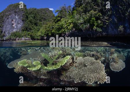 Ein erstaunliches und vielfältiges Korallenriff wächst am Rande der Kalksteininseln in Raja Ampat, Indonesien. Diese Region ist äußerst biovielfältig. Stockfoto