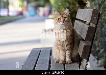 Schräge Augen gestromte Katze im Vorderportrait, aufrecht auf einer Bank mit geschlossenem Mund sitzend, auf die Linse schauend. Stockfoto