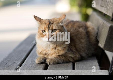 Schöne gestromte Katze mit grünen schrägen Augen, die im Freien auf einer Holzbank in einer etwas besorgten Haltung liegt, Vorderkörperportrait. Stockfoto