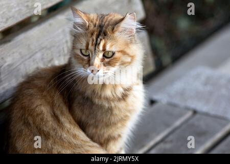 Entzückende pelzige gestromte streunende Katze, die im Hochwinkel wegschaut Kopf- und Schulterporträt im Freien Stockfoto