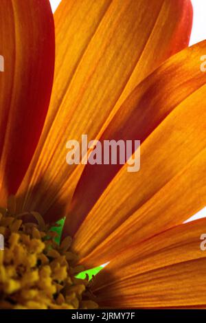 (Zinnia elegans) Stockfoto