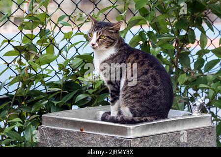 Erwachsene streunende Makrelenkatze, die auf einem Wasserspender im Freien sitzt, im Ganzkörperportrait mit Laub im Hintergrund. Stockfoto