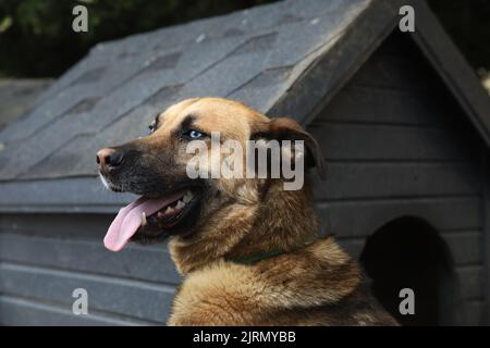 Blauäugiger großer Hund im Kopf- und Schulterprofil, der vor seinem Zwinger steht. Stockfoto