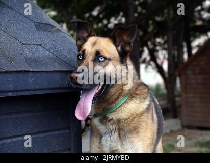 Frontportrait eines großen Hundes mit blauen Augen im Freien vor seinem Zwinger, der wegschaut Stockfoto