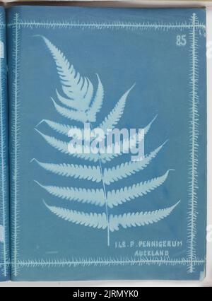 P. pennigerum, Auckland. Aus dem Album: Neuseeländische Farne. 172 Sorten, 1880, Auckland, von Herbert Dobbie. Stockfoto