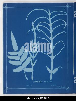 Lomaria Procera. Aus dem Album: Neuseeländische Farne. 148 Sorten, 1880, Auckland, von Herbert Dobbie. Stockfoto