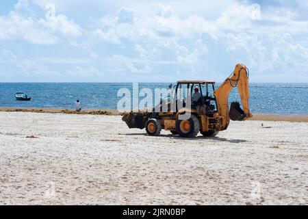 Ein Bulldozer entfernt Sargassum von einem tropischen Strand in Mexiko. Das ernsthafte Problem der mittleren Umweltbedingungen an der Riviera Maya. Stockfoto