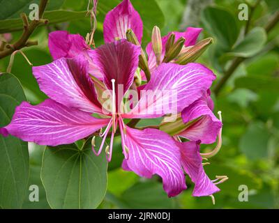 Kula, Maui Purple Orchid Tree Blossoms & Knospen Close Up Stockfoto