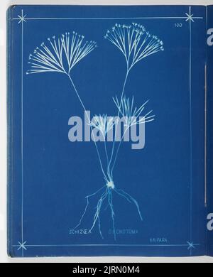 Schizcea Dichotoma. Aus dem Album: Neuseeländische Farne. 148 Sorten, 1880, Auckland, von Herbert Dobbie. Stockfoto