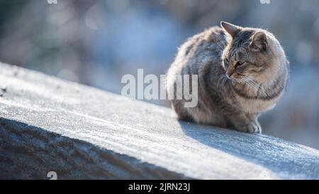 Eine tabby Katze, die auf einer hölzernen Oberfläche in der Sonne sitzt Stockfoto