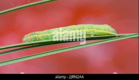 Bright-line Brown Eye Moth Caterpillar, Lacanobia oleracea, Christchurch, Großbritannien Stockfoto