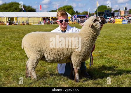 Bridport, Dorset, Großbritannien. 25.. August 2022. Charlie Parson mit seinen Schafen auf der Melplash Agricultural Show in Bridport in Dorset, die nach einer Lücke von drei Jahren aufgrund der Covid-19-Pandemie zurückkehrt. Bildnachweis: Graham Hunt/Alamy Live News Stockfoto