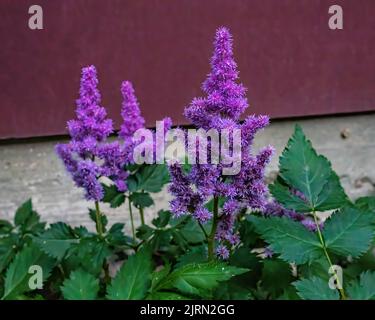 Purpurastilbepflanze mit selektivem Fokus im Sommergarten in St. Croix Falls, Wisconsin, USA. Stockfoto