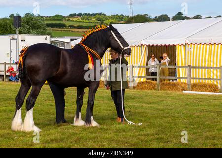 Melplash, Bridport, Dorset, Großbritannien. 25.. August 2022. Tausende strömen zur beliebten Melplash Show in Dorset für die eintägige Veranstaltung, während die Sonne aufging. Der Ausstellungsgelände ist voll mit Ausstellungen wie Vieh, Pferden, Heimfahrzeugen und Gartenbau., sowie unterhaltsamen Veranstaltungen in den Arenen. Quelle: Carolyn Jenkins/Alamy Live News Stockfoto