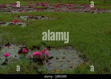 Eine Nahaufnahme von wachsenden rosa Lotusblumen, umgeben von Gras Stockfoto