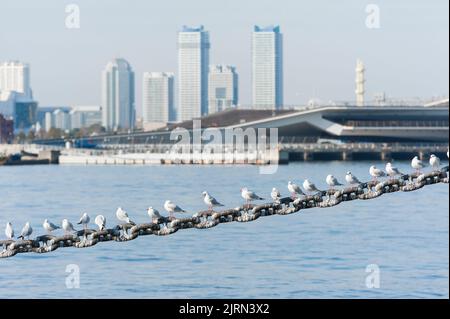 Weiße Möwen, die in einer Reihe auf einer Kette auf dem Hintergrund einer Gity thront Stockfoto