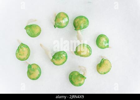 Paprika aus Samen anbauen. Schritt 2 - die Samen sind gekeimt. Stockfoto