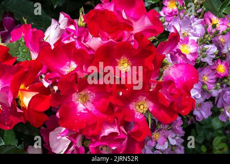 Blüten der ‘be-Bop’ Floribunda Rose Stockfoto