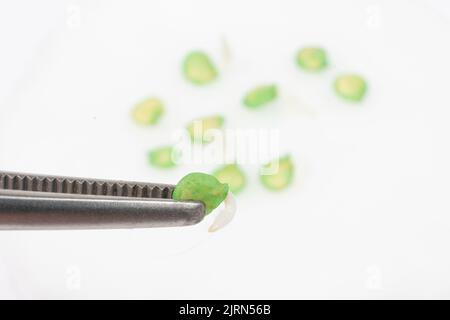 Paprika aus Samen anbauen. Schritt 2 - die Samen sind gekeimt. Stockfoto