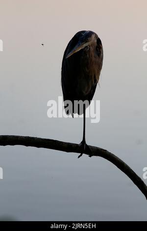 Silhouette eines Blaureihers, der einbeinigen auf einem Baumzweig steht, Antrim Lake, Columbus, Ohio Stockfoto