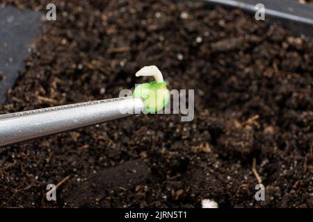 Paprika aus Samen anbauen. Schritt 3 - Bepflanzung im Boden. Stockfoto