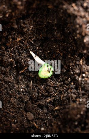 Paprika aus Samen anbauen. Schritt 3 - Bepflanzung im Boden. Stockfoto