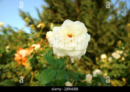 Nahaufnahme eine wunderschöne weiße Rose, die im Sonnenlicht blüht Stockfoto