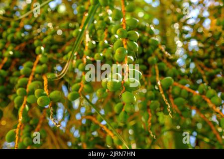 Palmen mit unreifen Datteln an den Zweigen am Sommertag. Stockfoto