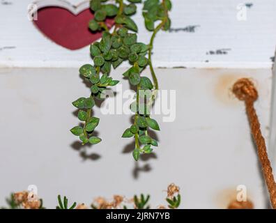 Rosenkranzblume ist in der Literatur als senecio rowleyanus bekannt, es ist eine Art von Sukkulente, die zu Hause angebaut wird. Stockfoto