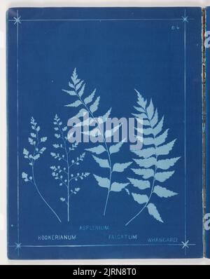 Asplenium. Aus dem Album: Neuseeländische Farne. 148 Sorten, 1880, Auckland, von Herbert Dobbie. Stockfoto