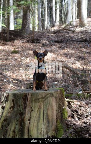 Kleiner Hund ganz groß Stockfoto