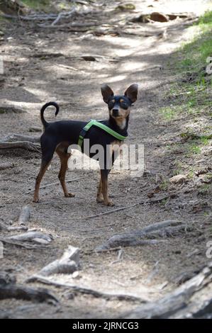 Kleiner Hund ganz groß Stockfoto