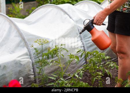 Unschärfe-Tomatenspritzung. Spritzen von Tomatenbüschen. Schutz von Tomatenpflanzen vor Pilzerkrankungen oder Ungeziefer mit Drucksprüher im Garten. Der Koncep Stockfoto