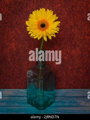 Gelbe Gerbera Gänseblümchen mit rotem Hintergrund auf hellblauem Tisch Stockfoto