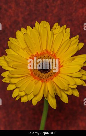 Gelbe Gerbera Gänseblümchen mit rotem Hintergrund auf hellblauem Tisch Stockfoto