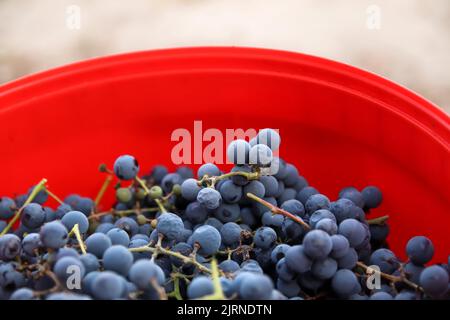 Unschärfe-Effekte für blaue Trauben auf rotem Hintergrund. Rotwein Trauben Hintergrund retro. Weinbergshintergrund. Nahaufnahme. Speicherplatz kopieren. Nicht fokussiert. Stockfoto