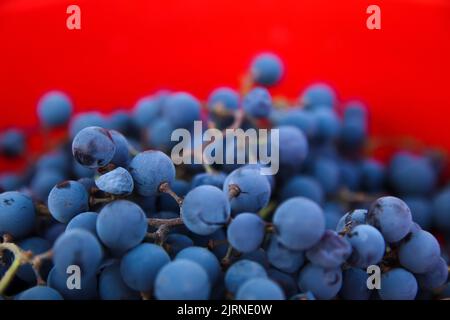 Unschärfe-Effekte für blaue Trauben auf rotem Hintergrund. Rotwein Trauben Hintergrund. Weinberg. Nahaufnahme. Nicht fokussiert. Stockfoto