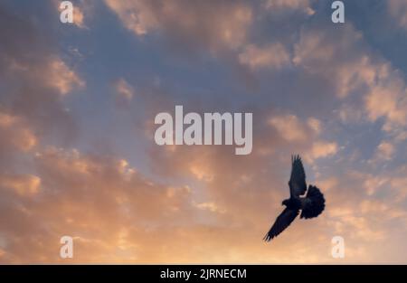 Dunkle Silhouette eines Vogels im Flug auf einem Hintergrund von blauem Himmel und Wolken in goldenem Licht gehüllt Stockfoto