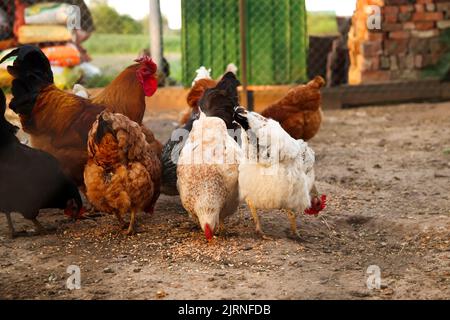 Unschärfe-Hühner, die Getreide essen. Hühner essen auf dem Bauernhof. Freiweidende Haushenne auf einem traditionellen Bio-Bauernhof mit freilandem Geflügel. Hühnchen für Erwachsene w Stockfoto