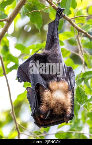 Strohbärte Fruchtbat - Eidolon helvum, schönes kleines Säugetier aus afrikanischen Wäldern und Wäldern, Bwindi, Uganda. Stockfoto