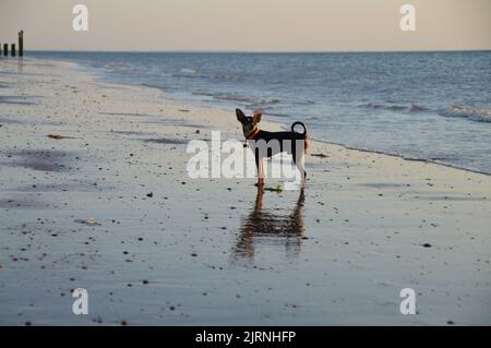 Kleiner Hund ganz groß Stockfoto